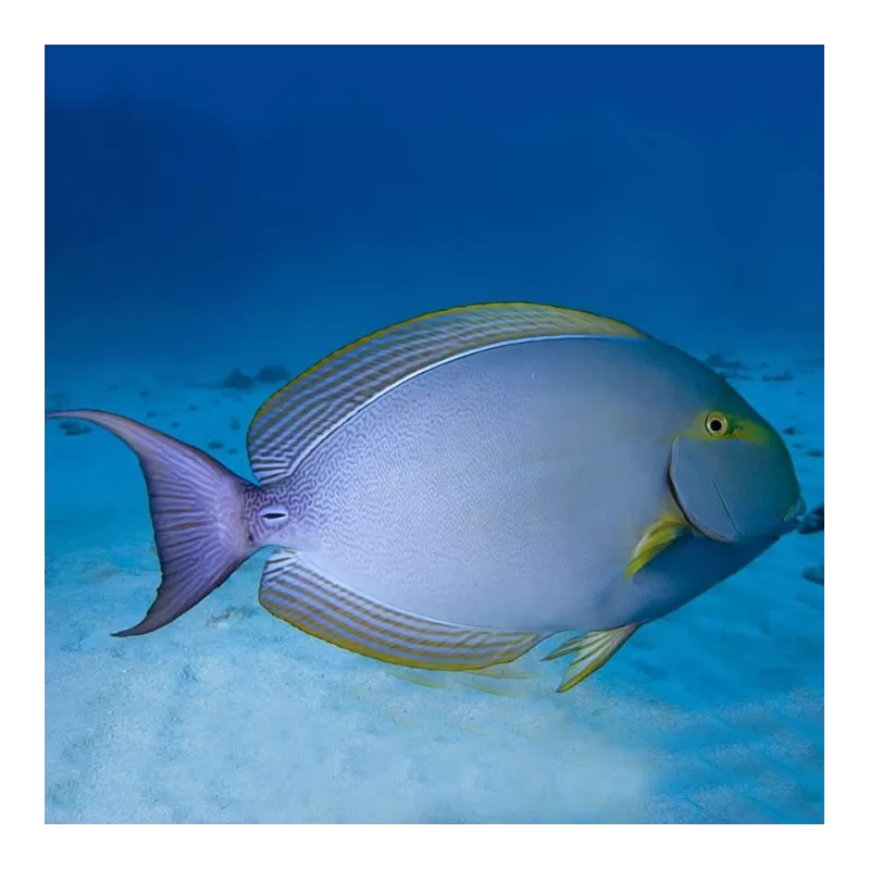 acanthurus xanthopterus L acanthurus xanthopterus L