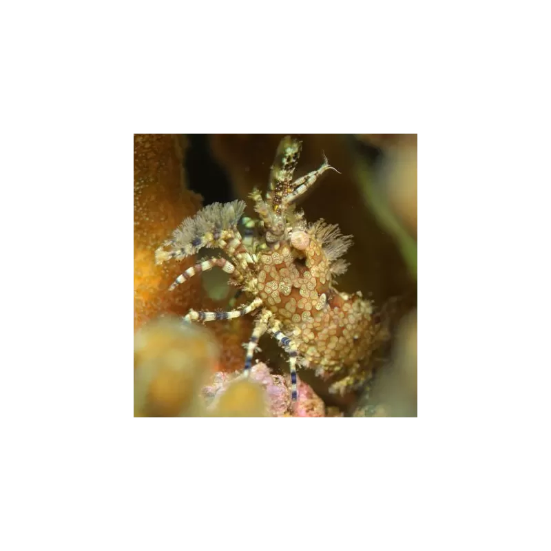 Saron Marmoratus Saron Marmoratus