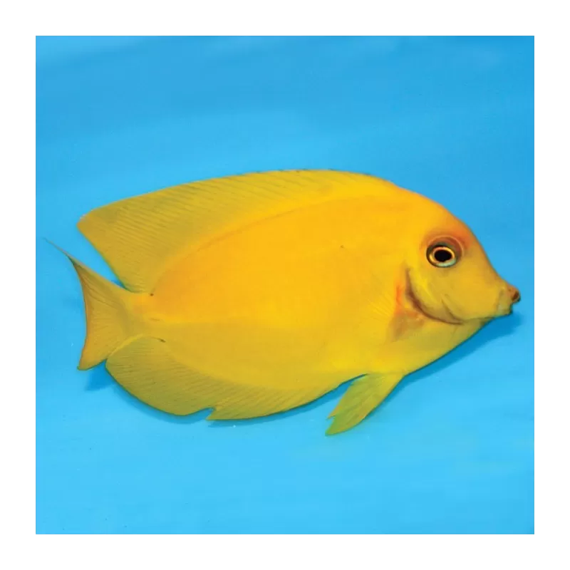 Acanthurus Pyroferus Yellow  S ( Juv )