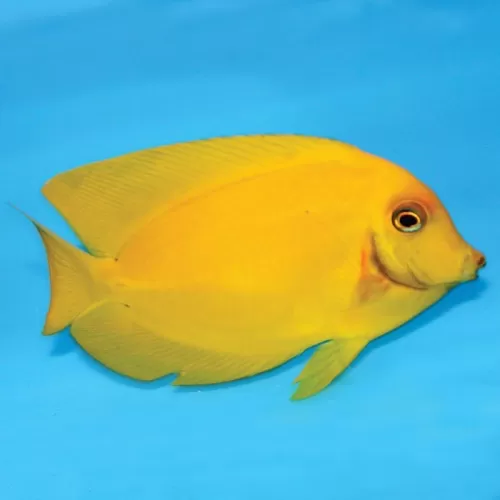 acanthurus pyroferus S YELLOW