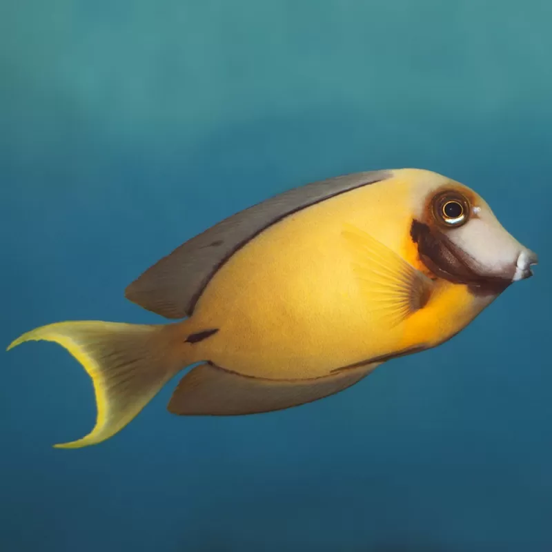 Acanthurus Pyroferus Yellow  S ( Juv )