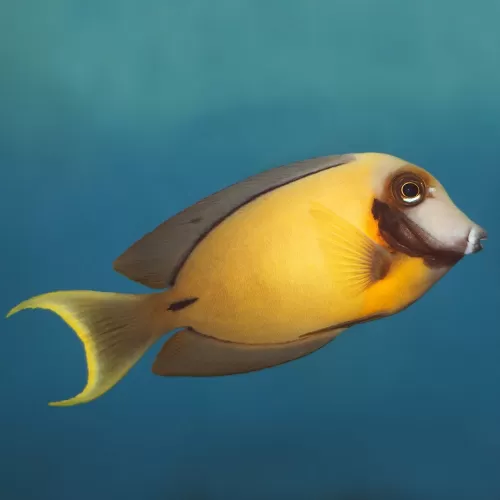 acanthurus pyroferus S YELLOW