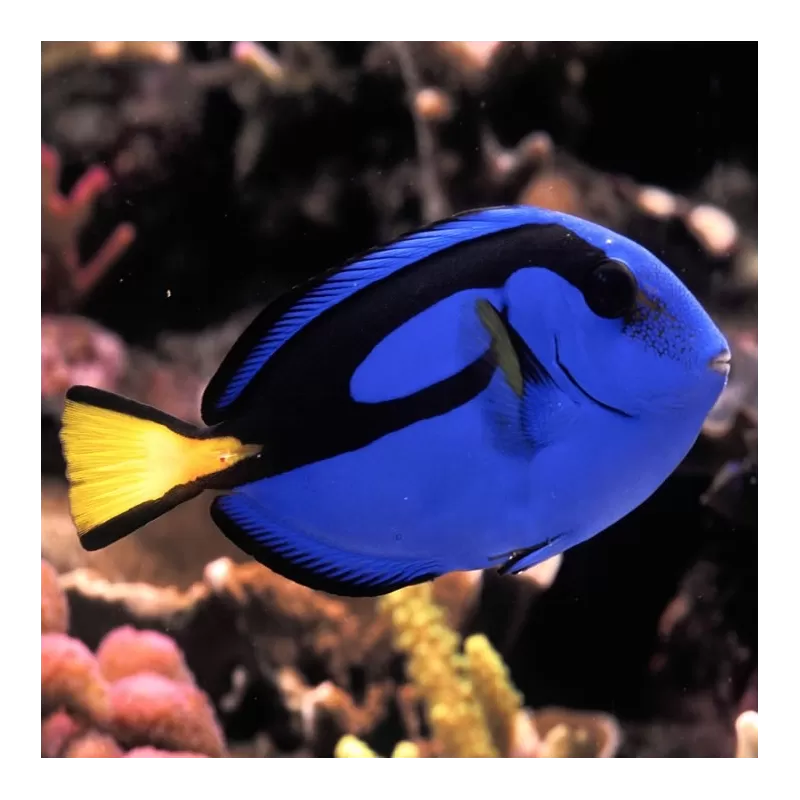 Möchten Sie Paracanthurus Hepatus kaufen? | Coralandfishstore.nl Möchten Sie Paracanthurus Hepatus kaufen? | Coralandfishstore.nl