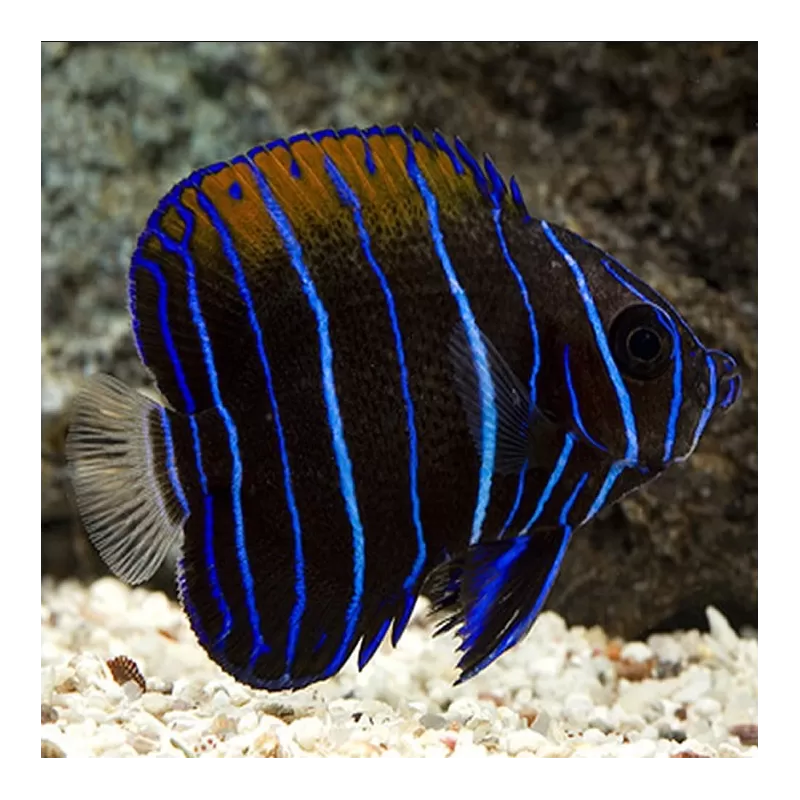 pomacanthus navarchus S pomacanthus navarchus S