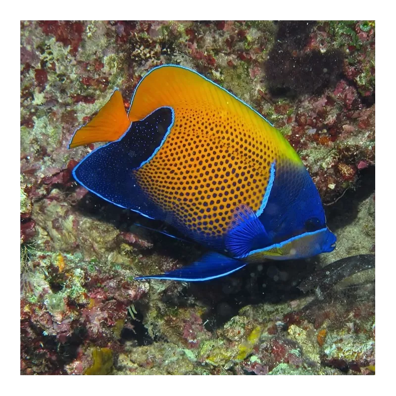 Coralandfishstore.nl √ Pomacanthus Navarchus