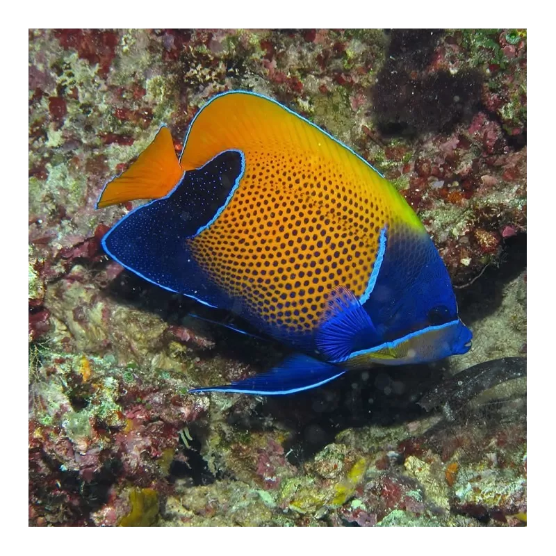 Coralandfishstore.nl √ Pomacanthus Navarchus Juv L Coralandfishstore.nl √ Pomacanthus Navarchus Juv L