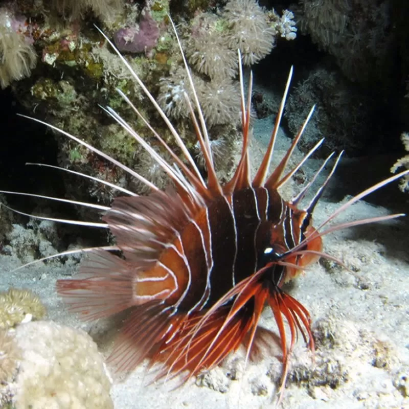 Pterois Radiata M Pterois Radiata M