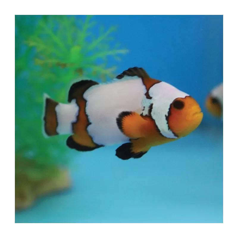 amphiprion occelaris Snowflake