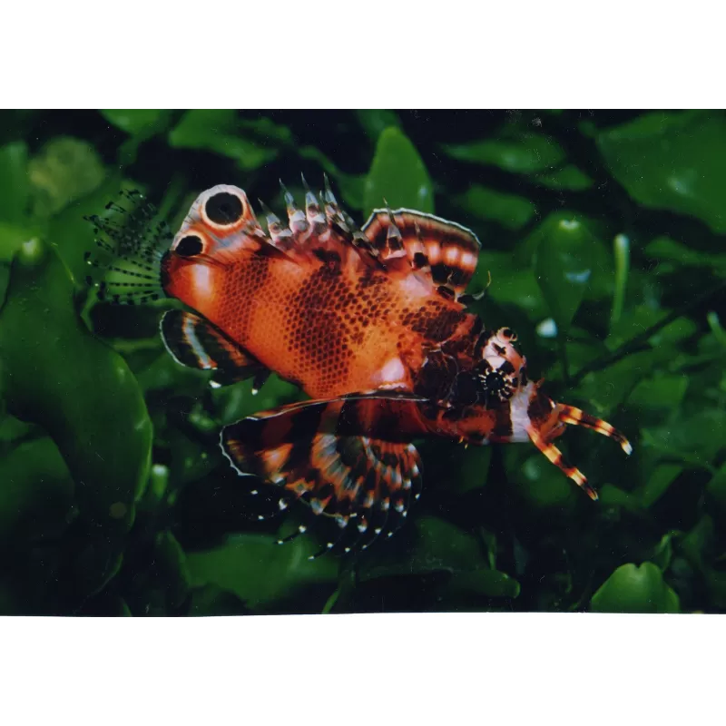 Dendrochirus Biocellatus Dendrochirus Biocellatus