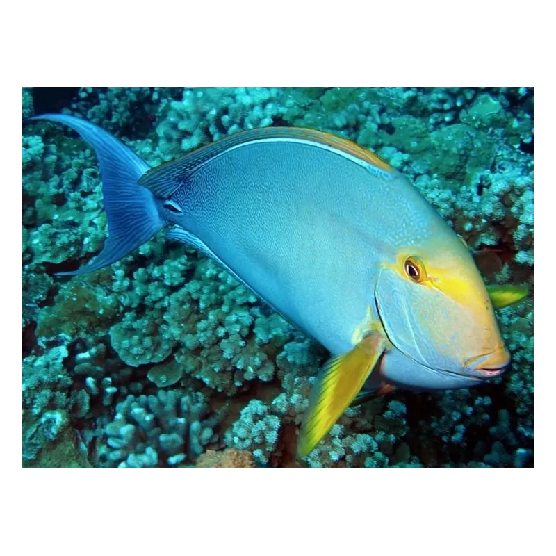 acanthurus xanthopterus M acanthurus xanthopterus M