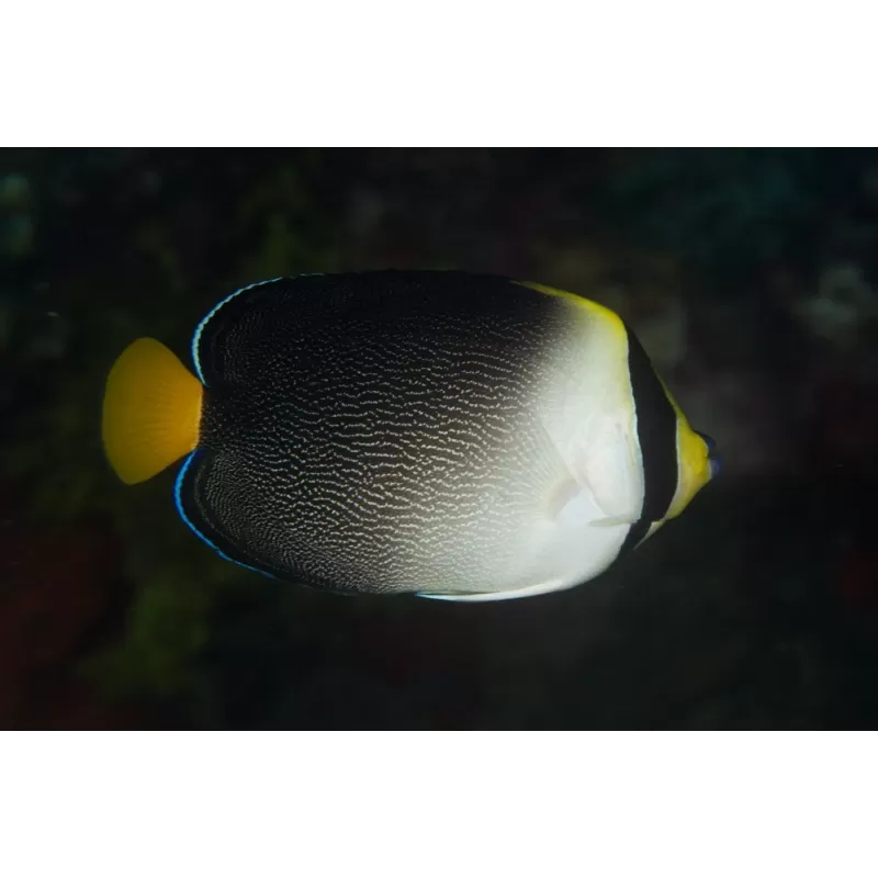 Chaetodontoplus Mesoleucus S Chaetodontoplus Mesoleucus S