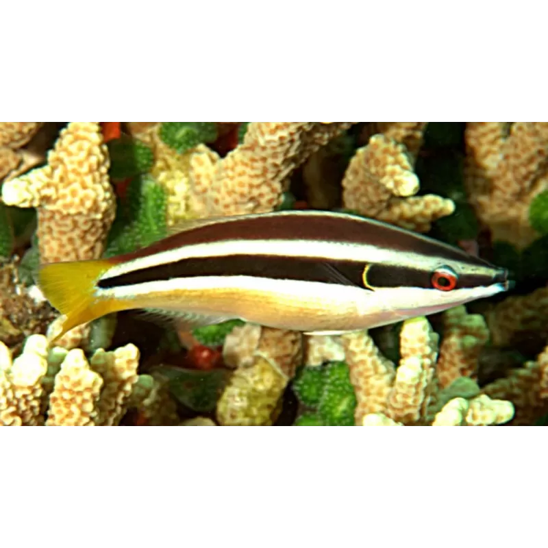 diproctacanthus xanturus diproctacanthus xanturus