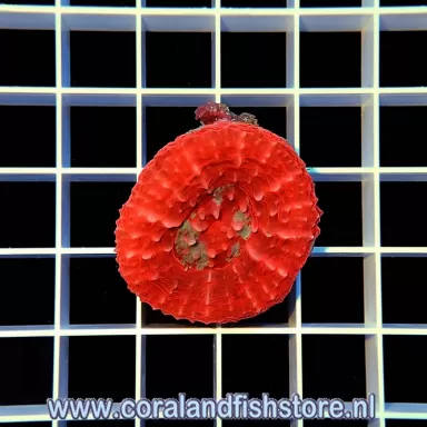 Scolimia australis red  kopen | Coralandfishstore.nl