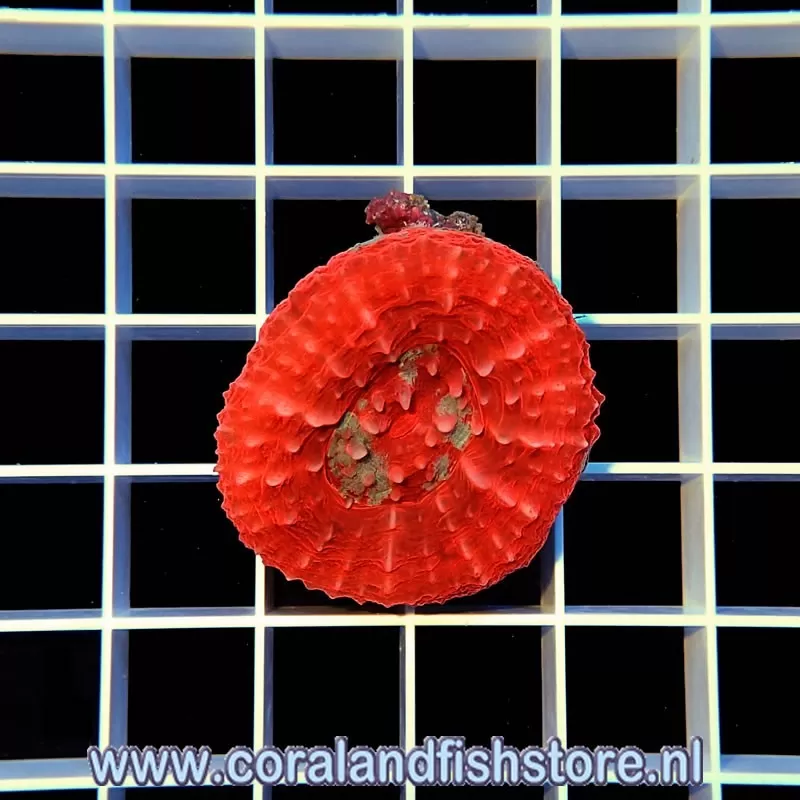 Kaufen Sie Scolimia australis rot | Coralandfishstore.nl Kaufen Sie Scolimia australis rot | Coralandfishstore.nl