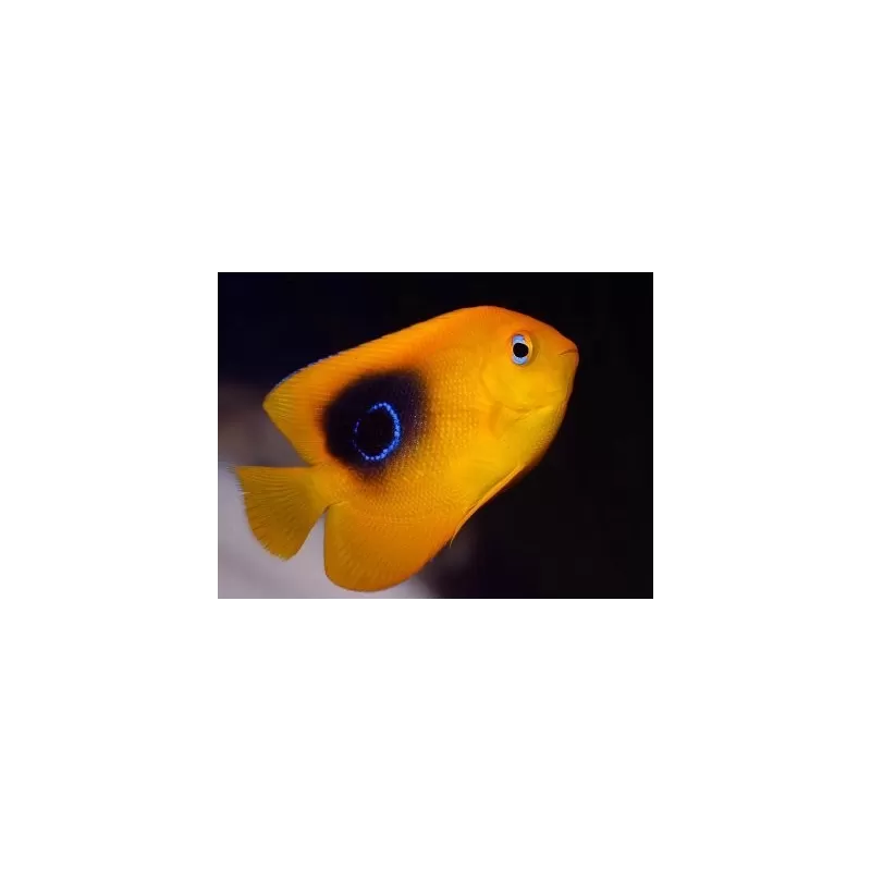 holacanthus tricolor XL holacanthus tricolor XL