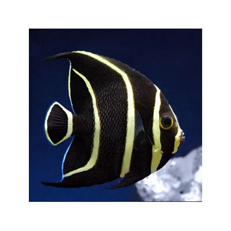 pomacanthus paru L pomacanthus paru L