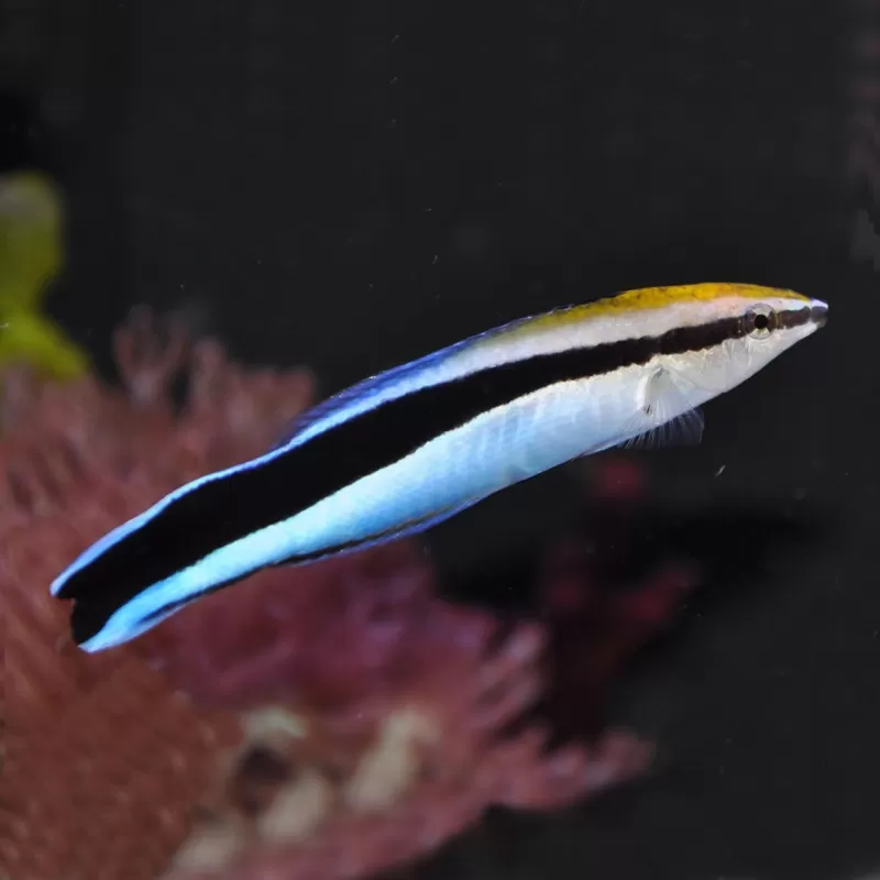 Labroides Dimidiatus Labroides Dimidiatus