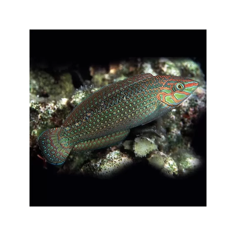 halichoerus marginatus M halichoerus marginatus M