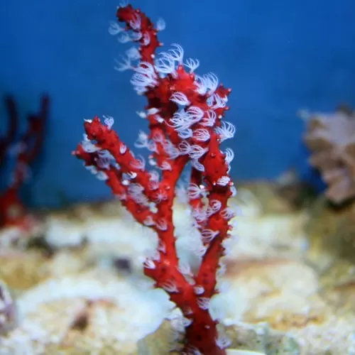 Diodogorgia Nodulifera red