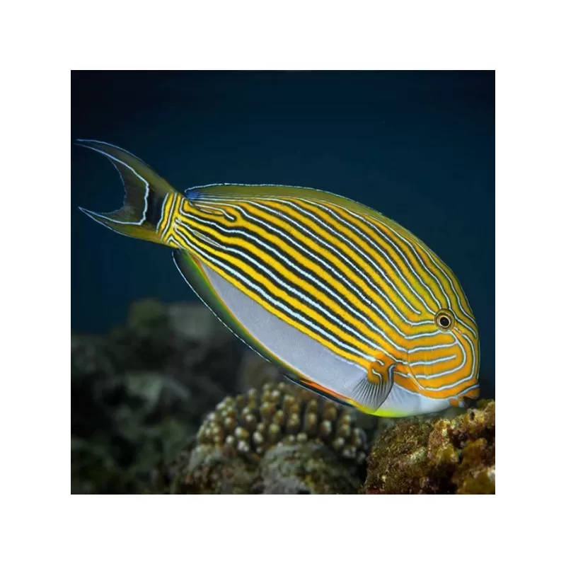 Acanthurus Lineatus S Acanthurus Lineatus S