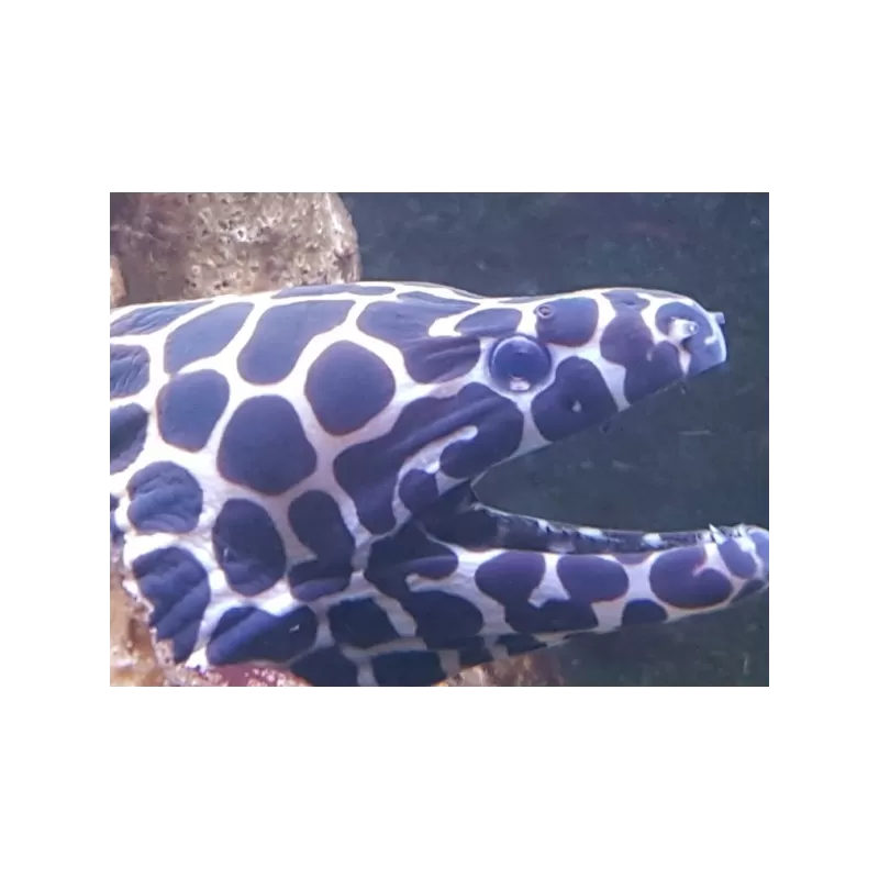 gymnothorax favagineus S gymnothorax favagineus S