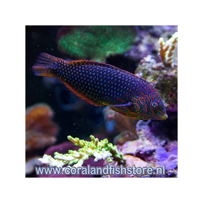 Macropharyngodon Ornatus meleagris M Macropharyngodon Ornatus meleagris M