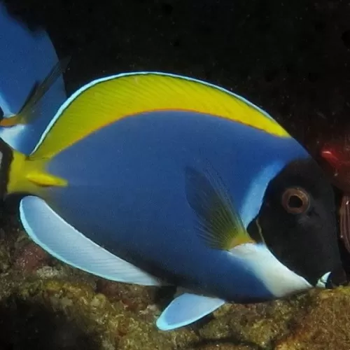 acanthurus leucosternon CF blue L