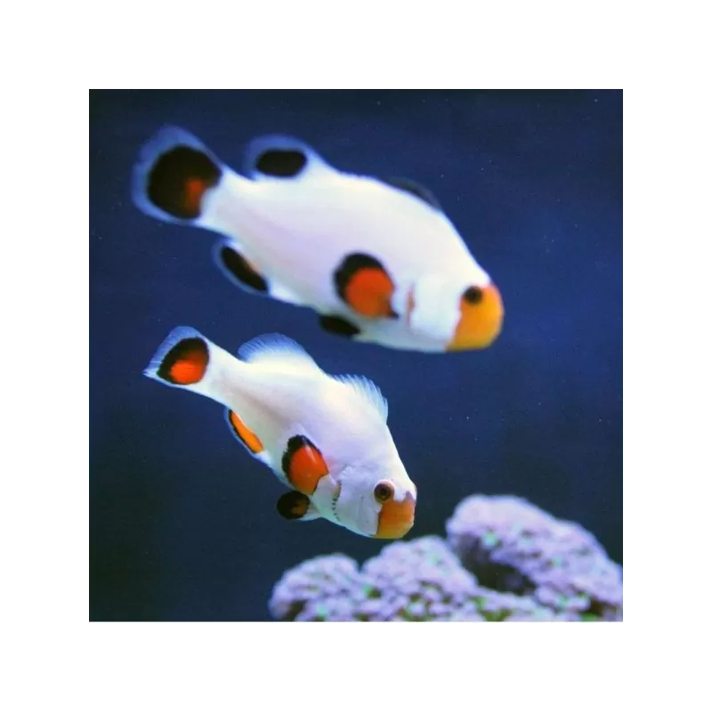 Amphiprion Platinum Amphiprion Platinum