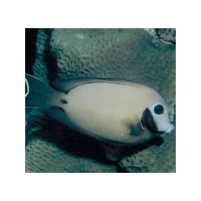 Acunthurus Tristis Acunthurus Tristis