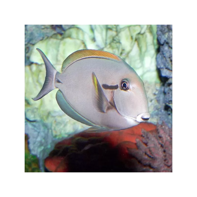 acanthurus nigricauda M acanthurus nigricauda M