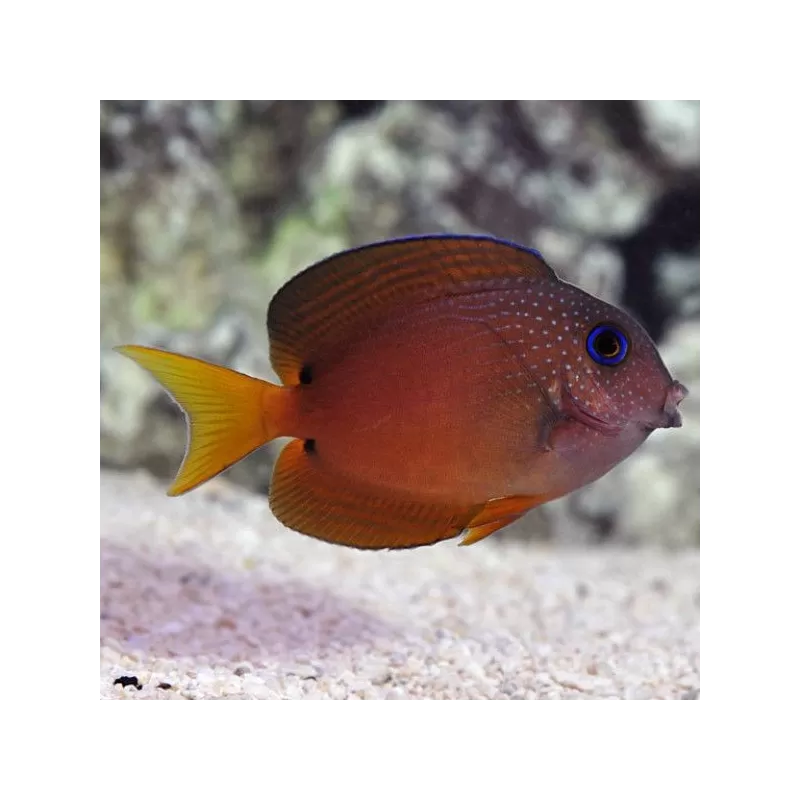 Ctenochaetus Binotatus | Coralandfishstore.nl