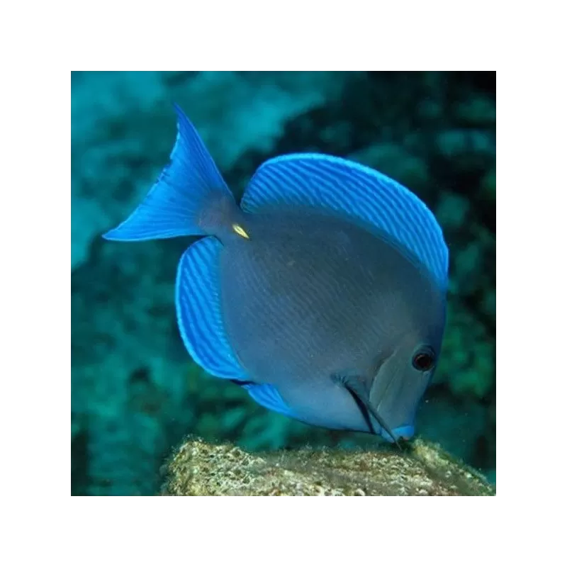 acanthurus coeruleus acanthurus coeruleus