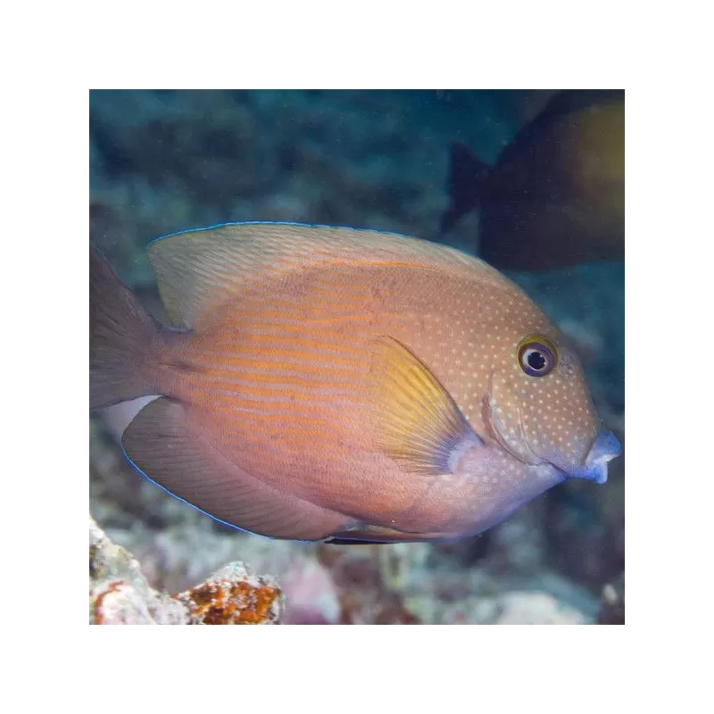 Ctenochaetus cyanocheilus Ctenochaetus cyanocheilus