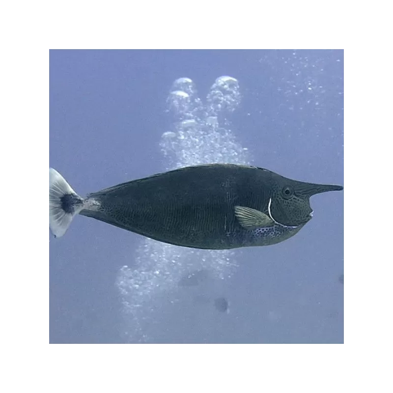 Naso Brevirostris M Naso Brevirostris M
