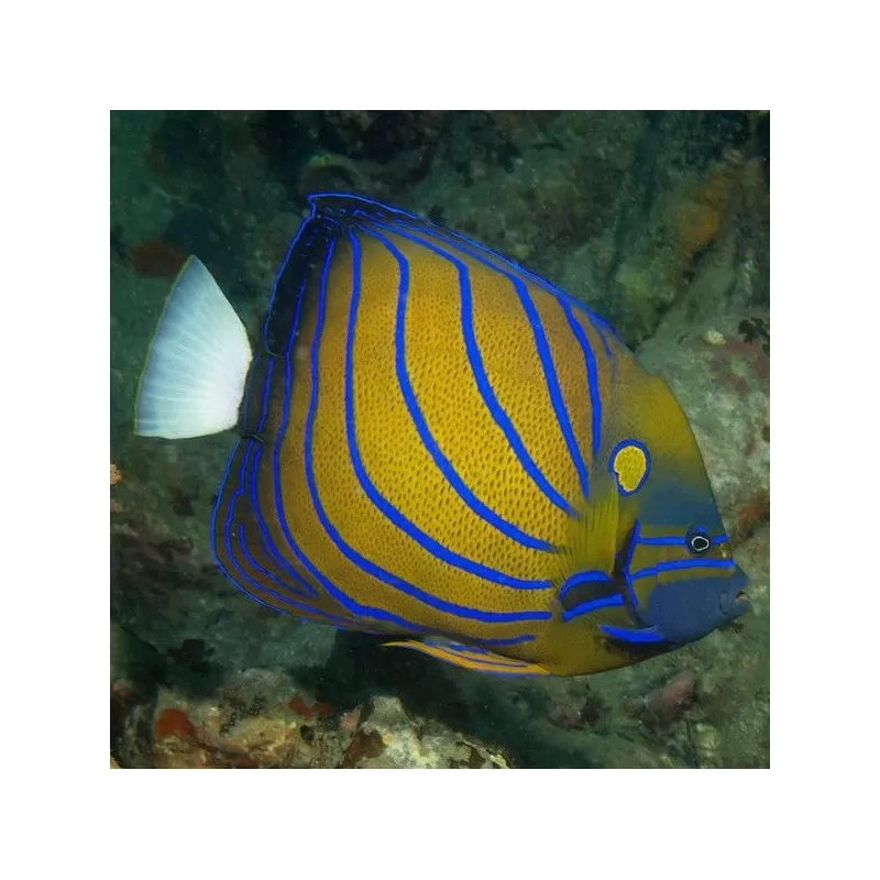 pomacanthus annularis Juv M pomacanthus annularis Juv M