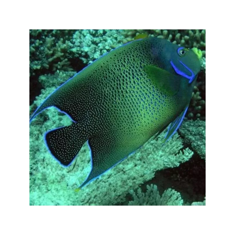 pomacanthus semicirculatus M pomacanthus semicirculatus M