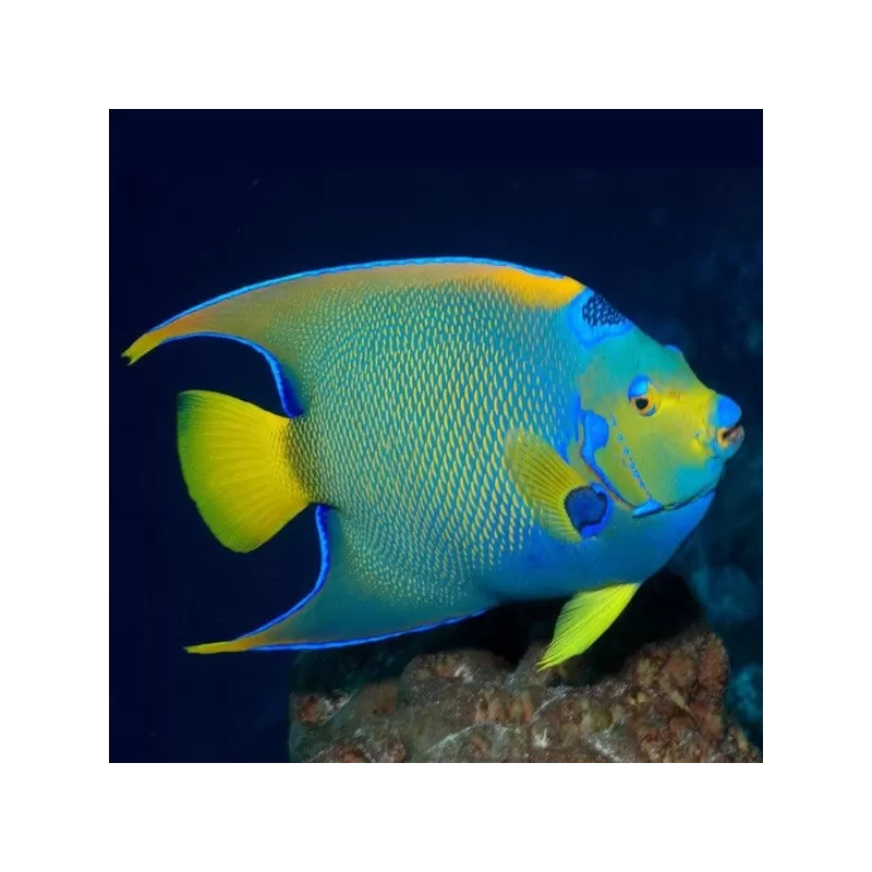 Holacanthus Ciliaris S Holacanthus Ciliaris S