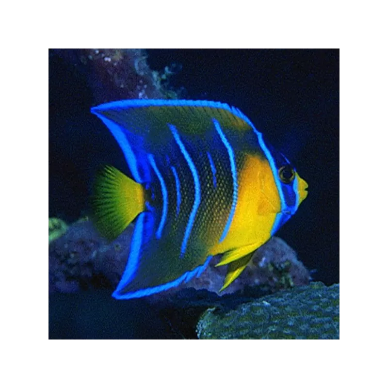 holacanthus ciliaris M holacanthus ciliaris M