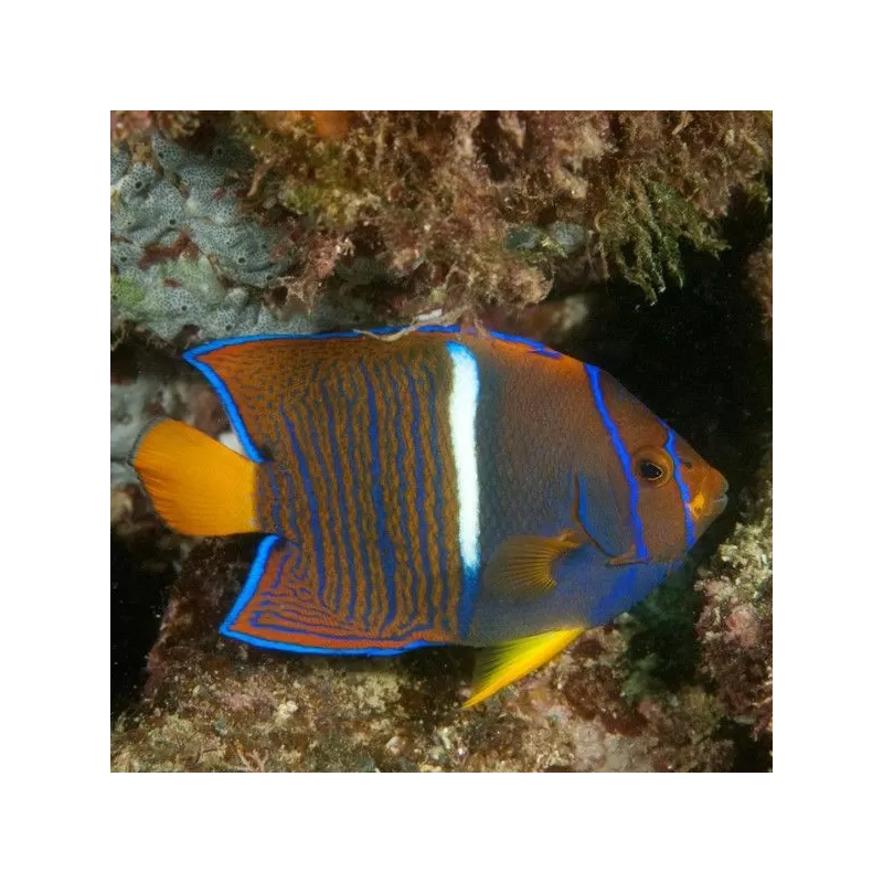 holacanthus passer M holacanthus passer M