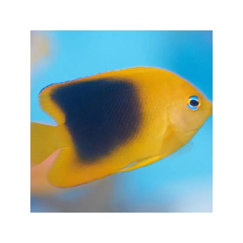 holacanthus tricolor M holacanthus tricolor M