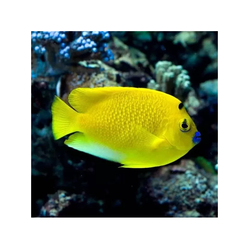 Apolemichthys Trimaculatus M Apolemichthys Trimaculatus M