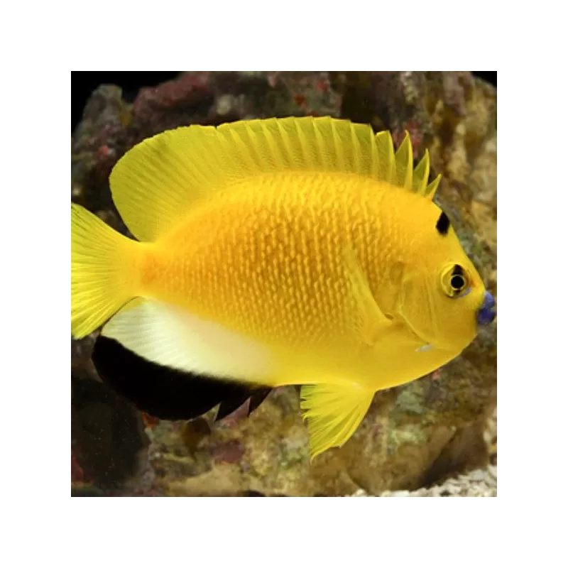 apolemichthys trimaculatus L apolemichthys trimaculatus L