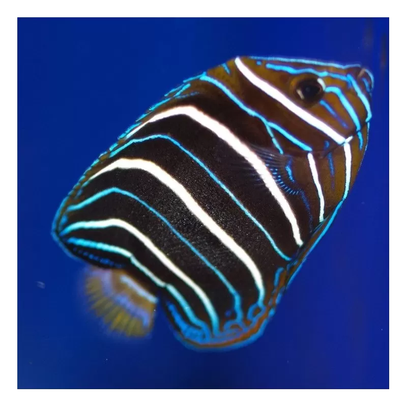 Pomacanthus Chrysurus M Pomacanthus Chrysurus M