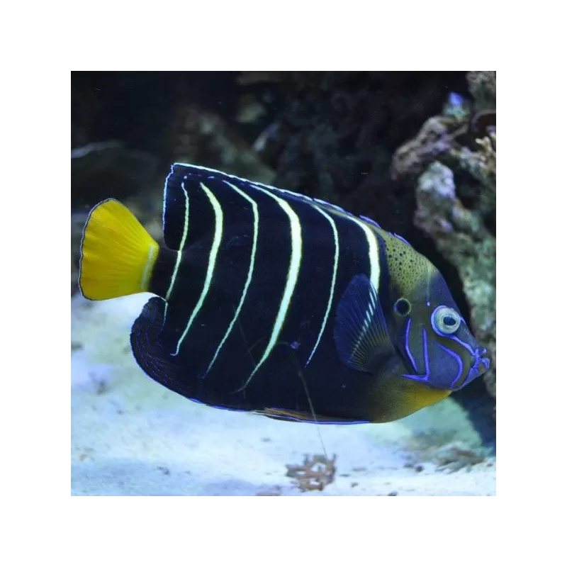 pomacanthus chrysurus Juv M pomacanthus chrysurus Juv M
