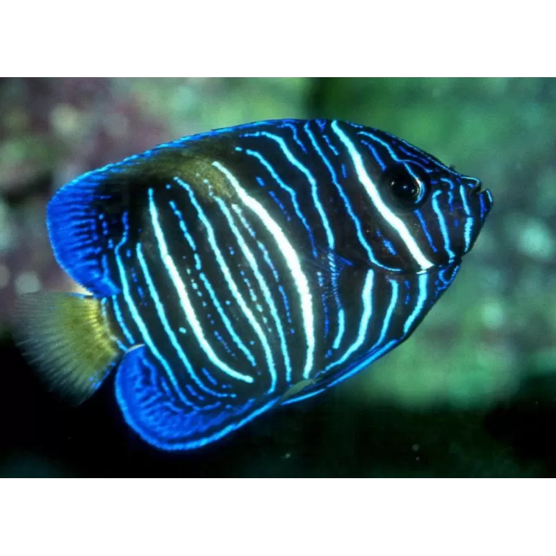 pomacanthus maculosus L pomacanthus maculosus L