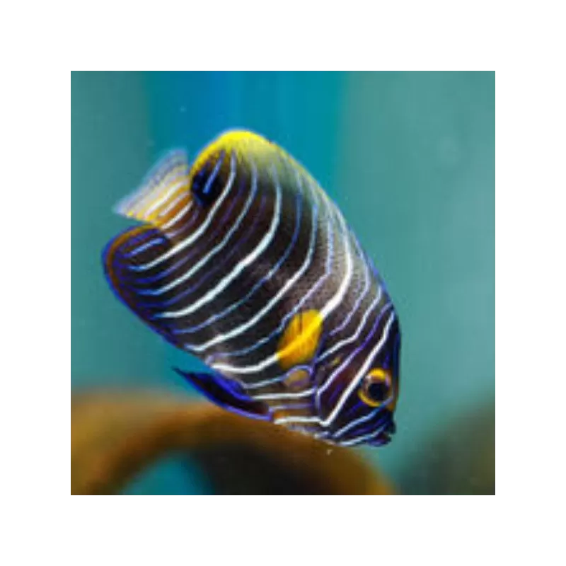 pomacanthus xanthometopon XL pomacanthus xanthometopon XL