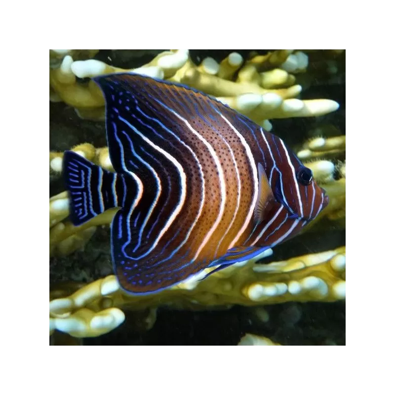 Pomacanthus semicirculatus S Pomacanthus semicirculatus S