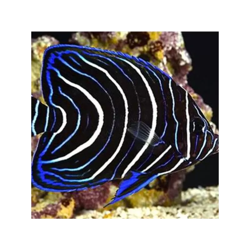 pomacanthus semicirculatus M pomacanthus semicirculatus M