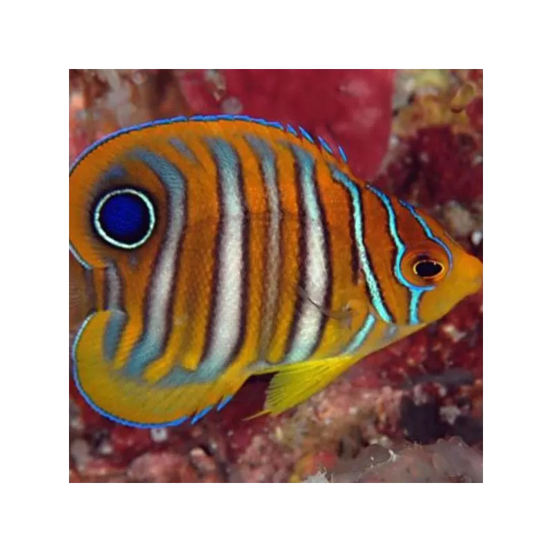 Pygoplites Diacanthus M Pygoplites Diacanthus M