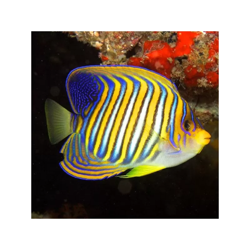 Pygoplites Diacanthus S Pygoplites Diacanthus S